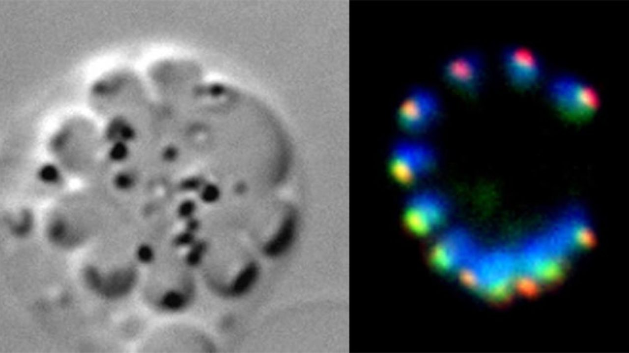 célula del parásito de la malaria